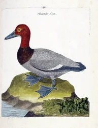 Zoologiskt diagram (ornitologi): hanen millouin (scaup eller Aythia ferina). Illustration i "Fåglarnas historia, målade i deras utseende och känsliga aspekter" av Francois Nicolas Martinet (1731-1800). Privat samling.