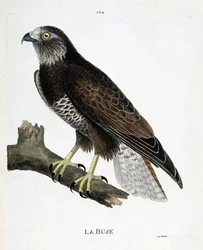 Zoologiskt diagram (ornitologi): munstycket (variabelt munstycke eller buteo buteo) på en gren. Illustration i "Fåglarnas historia, målade i deras utseende och känsliga aspekter" av Francois Nicolas Martinet (1731-1800). Privat samling.
