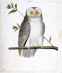 Zoologiskt diagram (ornitologi): ugglan (Barn Owl eller Tyto Alba) på en gren. Illustration i "Fåglarnas historia, målade i deras utseende och känsliga aspekter" av Francois Nicolas Martinet (1731-1800). Privat samling.