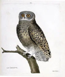 Zoologiskt diagram (ornitologi): ugglan (hulotteuggla eller strix aluco) på en gren. Illustration i "Fåglarnas historia, målade i deras utseende och känsliga aspekter" av Francois Nicolas Martinet (1731-1800). Privat samling.
