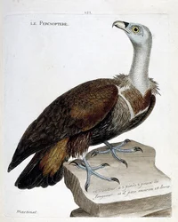 Zoologiskt diagram (ornitologi): percnoptere (fawn gam eller fulvus gyps). Illustration i "Fåglarnas historia, målade i deras utseende och känsliga aspekter" av Francois Nicolas Martinet (1731-1800). Privat samling.