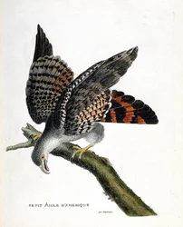 Zoologiskt diagram (ornitologi): den lilla amerikanska örnen (buffon busard eller circus buffoni) på en gren. Illustration i "Fåglarnas historia, målade i deras utseende och känsliga aspekter" av Francois Nicolas Martinet (1731-1800). Privat samling
