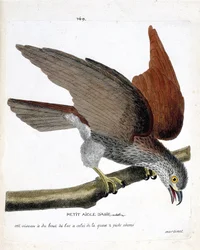 Zoologiskt diagram (ornitologi): den lilla asiatiska örnen (sacre eller haliastur indus) på en gren. Illustration i "Fåglarnas historia, målade i deras utseende och känsliga aspekter" av Francois Nicolas Martinet (1731-1800). Privat samling.