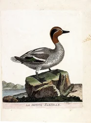 Zoologiskt diagram (ornitologi): den lilla krickan (vinterkrickan eller anas crecca). Illustration i "Fåglarnas historia, målade i deras utseende och känsliga aspekter" av Francois Nicolas Martinet (1731-1800). Privat samling.