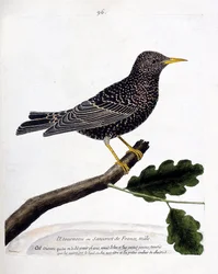 Zoologiskt diagram (ornitologi): staren eller sansonet (stare eller sturnus vulgaris) på en gren. Illustration i "Fåglarnas historia, målade i deras utseende och känsliga aspekter" av Francois Nicolas Martinet (1731-1800). Privat samling.