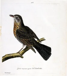 Zoologiskt diagram (ornitologi): trasten som vanligtvis kallas calandrotte på en gren. Illustration i "Fåglarnas historia, målade i deras utseende och känsliga aspekter" av Francois Nicolas Martinet (1731-1800). Privat samling.