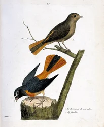 Zoologisk plansch (ornitologi): rödstjärt på en trädstam och dess hona (rödstjärt med vit panna eller Phoenicurus phoenicurus) på grenen. Illustration i ”Fåglarnas historia, målade i sina synliga och känsliga aspekter” av François Nicolas Martinet