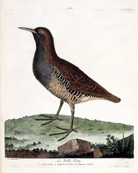 Zoologiskt diagram (ornitologi): vattenrabben (rallus aquaticus). Illustration i "Fåglarnas historia, målade i deras utseende och känsliga aspekter" av Francois Nicolas Martinet (1731-1800). Privat samling.