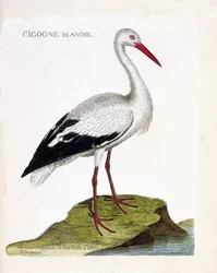 Zoologiskt diagram (ornitologi): den vita storken (ciconia ciconia). Illustration i "Fåglarnas historia, målade i deras utseende och känsliga aspekter" av Francois Nicolas Martinet (1731-1800). Privat samling.