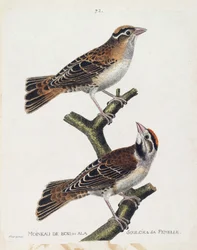 Zoologiskt diagram (ornitologi): skogssparven eller reliefen (Hudsonsparv eller spizea arborea) och dess hona (lindad sparv eller petronia petronia). Illustration i "Fåglarnas historia, målade i deras utseende och känsliga aspekter" av Franco