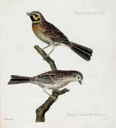 Zoologiskt diagram (ornitologi): uppifrån och ned: Haagsparvar hanar och honor (zizi eller emberiza cirlus) på en gren. Illustration i "Fåglarnas historia, målade i deras utseende och känsliga aspekter" av Francois Nicolas Martinet (1731-1800). Priv