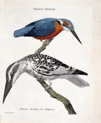 Zoologiskt diagram (ornitologi): uppifrån och ned: Martin pecheur (martin pecheur d