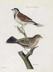Zoologiskt diagram (ornitologi): uppifrån och ned: Vassortolan (Redsparv eller Emberiza schoeniclus) och Ortolan (Ortolansparv eller Emberiza hortulana) på en gren. Illustration i "Fåglarnas historia, målade i deras utseende och känsliga aspekter"