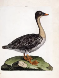Zoologiskt diagram (ornitologi): vildgås (skördegås eller anser fabalis). Illustration i "Fåglarnas historia, målade i deras utseende och känsliga aspekter" av Francois Nicolas Martinet (1731-1800). Privat samling.