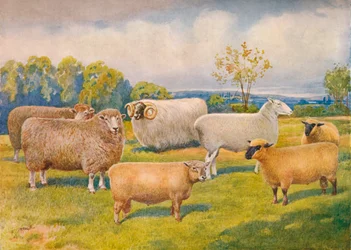 Fåraser, c1902 c1910