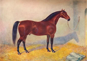 Cleveland Bay-hingsten Sultan, c1902 c1910