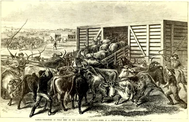 Cattle Chute i Abilene, Kansas, ca. 1871 (gravyr)