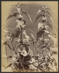 [Blomsterstudie]