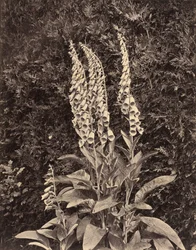 Foxgloves, c. 1860-talet.
