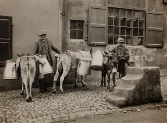 Mjölk åsnor