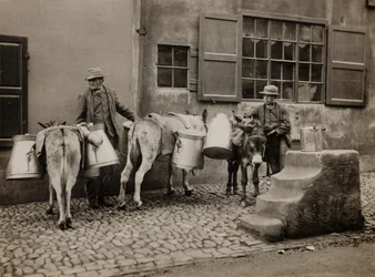 Milk Donkeys, ca. 1890.