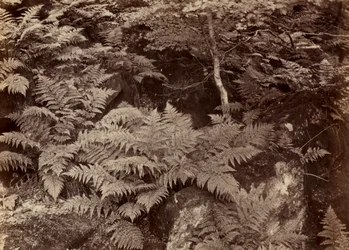 Untitled Fern Study, sent 1870-tal.