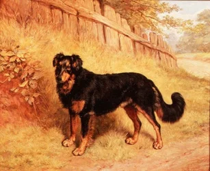 Border collie