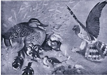 En nära sak, Harrier och anka