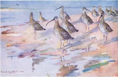 Curlews vid Blakeney Point (litho)