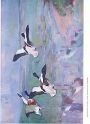 Shield Duck flyger över Dersingham Marshes