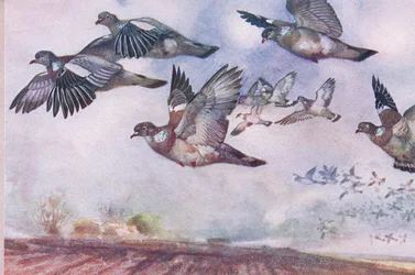 Wood Pigeons in flight, illustration från Wild Nature & Country Life publicerad av Hodder & Stoughton, ca 1910