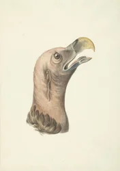 Huvud av en örongam (Otogyps auricularis Daud)