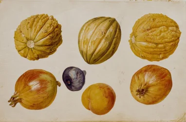 Fruktstudier