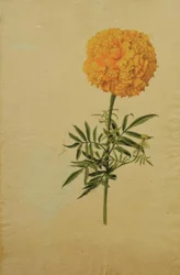 Tagetesblüte