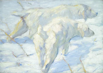 Sibiriska hundar i snön