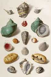 Olika snäckskal, 1758
