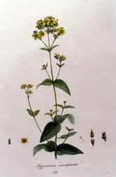 Berget hypericum eller en tusenört (Johannesört) från F. De Paola De Schranks ”Flora Monacensis”. München 1816
