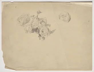 Rosenstudie