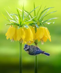 Blåmes och gula blommor