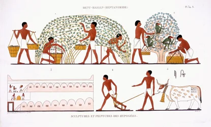 Fruktplockning, från en sällsynt uppteckning av fresker från Thebe, registrerad 1819-1822 vid sitt andra besök i Egypten av Frederic Cailliaud (1787-1869), färg litho