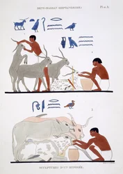 Veterinärarbete, från ett sällsynt register över fresker från Thebe, registrerat 1819-1822 vid hans andra besök i Egypten av Frederic Cailliaud (1787-1869), färg litho