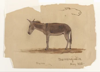 En åsna, Baranquilla, Colombia