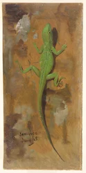 En ödla, Jamaica