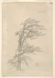 En Pitch Pine