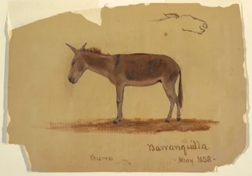 Teckning, en åsna, Baranquilla, Colombia, maj 1853