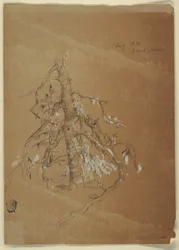 Teckning, En knotig vintergröna, Grand Manan, Kanada, augusti 1851