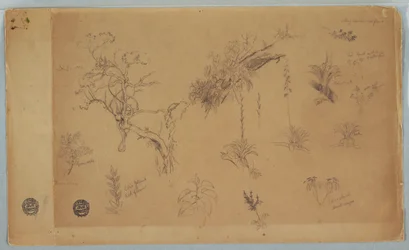 Teckning, En grupp om tretton botaniska studier från Colombia eller Ecuador, 1853
