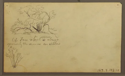 Teckning, En hydda på posteringar, Guayaquil, Ecuador, maj 1857