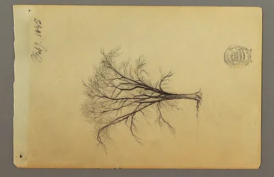 Teckning, Ett lövfritt träd, februari 1845