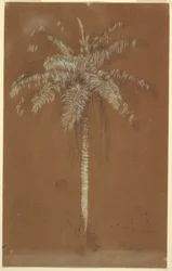 Ritning, Abaye Palm, Mt. Salus, Jamaica, juni 1865